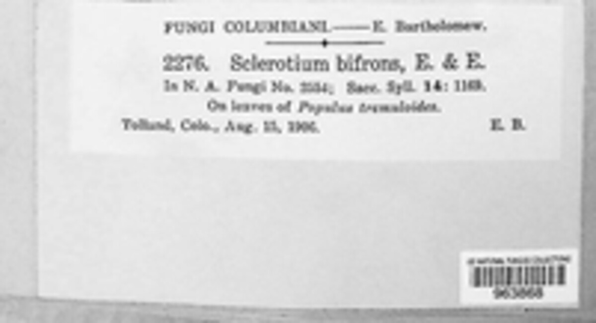 Ciborinia seaveri image